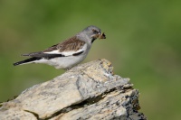 Penkavak snezny - Montifringilla nivalis - White-winged Snowfinch 0845